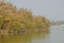 曹妃甸濕地公園