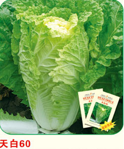 天白60