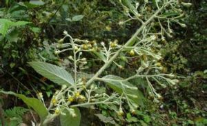 大苗山合耳菊 大苗山合耳菊