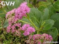 長藥八寶 長藥八寶