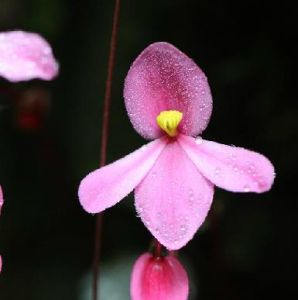 窄檐心葉秋海棠 窄檐心葉秋海棠