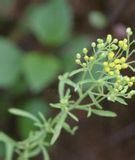 羽裂勁直白酒草 羽裂勁直白酒草