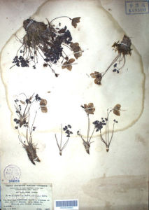 乳突擬耬斗菜 乳突擬耬斗菜