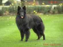 比利時黑色牧羊犬