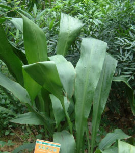 長柱開口箭種植