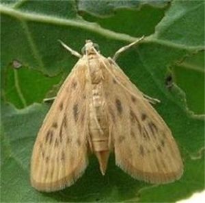 枇杷卷葉野螟 枇杷卷葉野螟