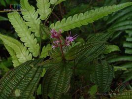 金花樹[金花樹]