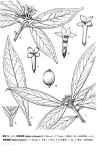 西疇瑞香 西疇瑞香