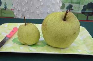 林苗圃早酥梨 林苗圃早酥梨