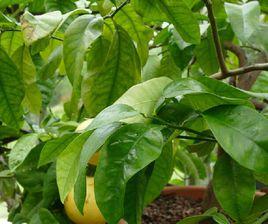 西柚[無患子目芸香科植物]