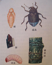 闊葉樹天牛 闊葉樹天牛