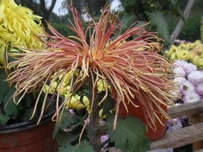 玉樓春秀 玉樓春秀