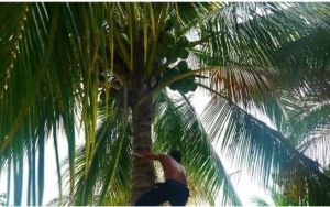 椰子守護神 椰子守護神