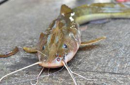 江鼠大鰭鱯 江鼠大鰭鱯