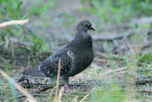 黑林鴿 黑林鴿