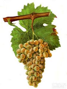 白匹格普勒 白匹格普勒