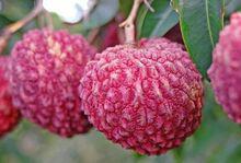 荔枝[水果類植物]