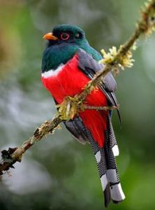 偽裝美洲咬鵑 偽裝美洲咬鵑