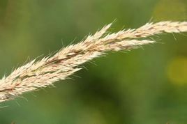 小糙野青茅 小糙野青茅