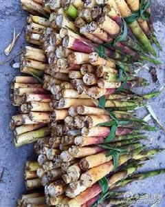 金佛山方竹筍 金佛山方竹筍