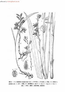 美冠蘭屬 美冠蘭屬