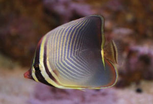 三角蝴蝶魚 三角蝴蝶魚