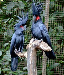 棕櫚鳳頭鸚鵡指名亞種 棕櫚鳳頭鸚鵡指名亞種