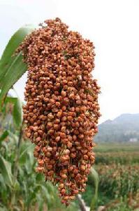 瑞雜8號 瑞雜8號