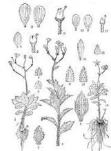 疏葉虎耳草 疏葉虎耳草