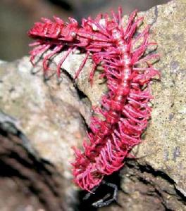 粉紅氰化千足蟲 粉紅氰化千足蟲