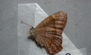 華山黛眼蝶 華山黛眼蝶