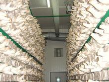 工廠化杏鮑菇栽培