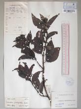 南桑寄生 南桑寄生