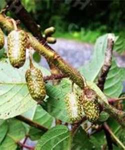 糙葉獼猴桃 糙葉獼猴桃