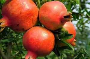 石榴[石榴科石榴屬漿果]