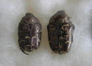 白紋銅花金龜