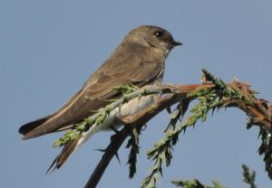 褐喉沙燕衣索比亞亞種