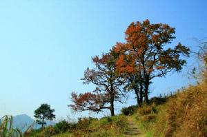 龍川五十二嶺古道 龍川五十二嶺古道