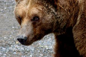 （圖）《熊的故事》