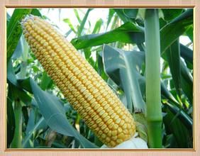 中玉15號 中玉15號