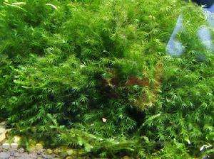 斯氏鳳尾蘚 斯氏鳳尾蘚