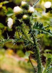 飛廉[中國古代年支十四星之一]