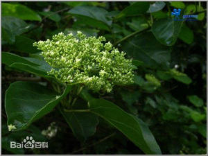 傘序臭黃荊 傘序臭黃荊