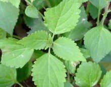 小葉蛇總管 小葉蛇總管