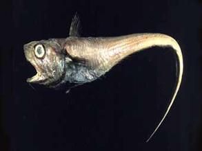 新膜頭鱈 新膜頭鱈