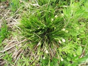 乳突苔草 乳突苔草