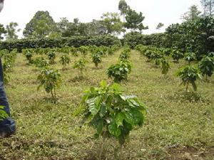 哥斯大黎加咖啡