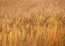 熟了麥子 熟了麥子