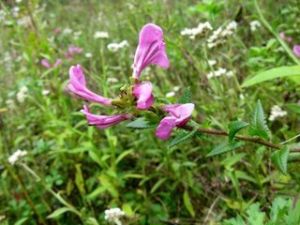 生駒氏系 生駒氏系