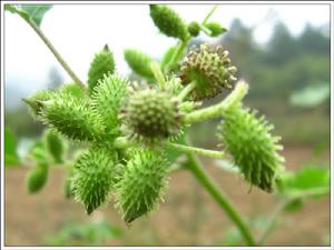驅豎子摘蒼耳 驅豎子摘蒼耳